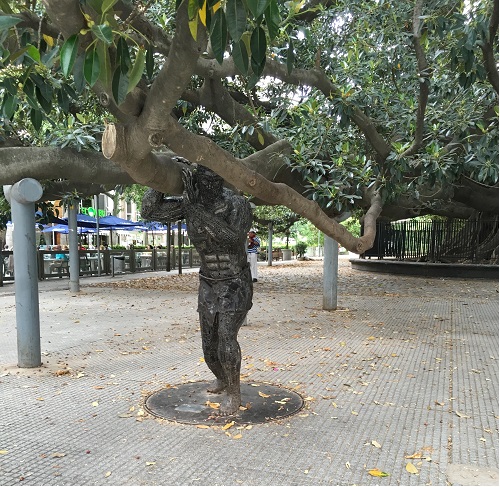 Plaza Francia Gum Tree